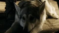 Které plemeno psů bylo natočeno v hře trůny